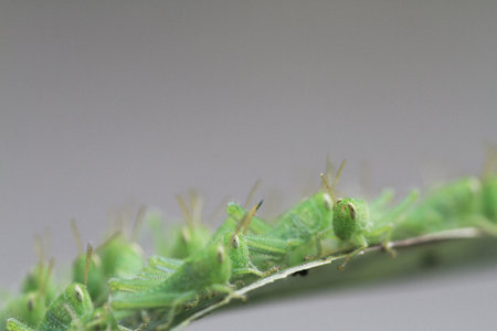 the full of grasshoper on the leaf, nature concept
