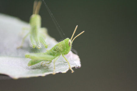 small Green Grasshopper In Leaf, nature conceptの写真素材