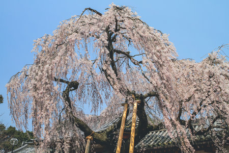 Weeping cherry tree in Himuro shrine, Nara 9 April 2012の写真素材
