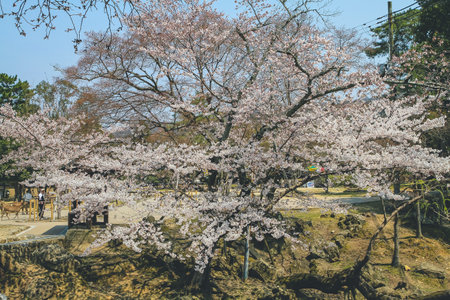 the Cherry blossom tree in Spring, naraの写真素材