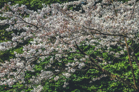 Japan, Kyoto, Heian Shrine Gardens, cherry treeの写真素材