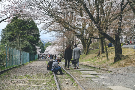 a disused railway under beautiful cherry blossom trees 10 April 2012