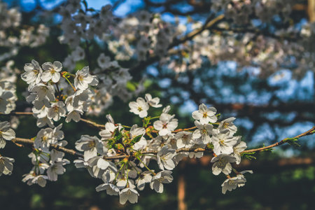 a Kyoto, Heian Shrine Gardens, cherry treeの写真素材