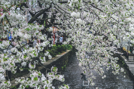 Beautiful cherry blossoms along Takase river in Kyoto, Japan 10 April 2012の写真素材