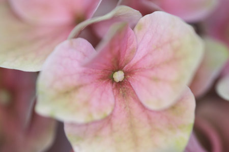 close up of Plant, nature, flower, petal, leaf