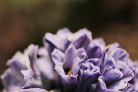 24 March 2012 field of purple flowers with shallow depthの写真素材