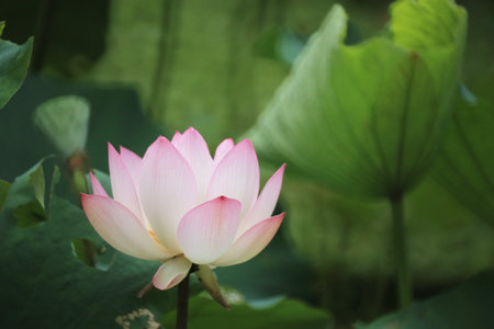 a Beautiful photo of lotus blooming in the pondの写真素材