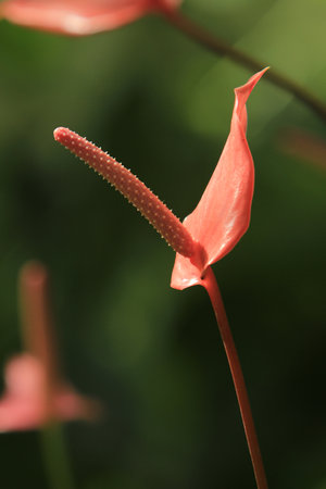 a red Anthurium flower in botanic garden