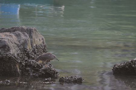a young Heron, standing on the shore
