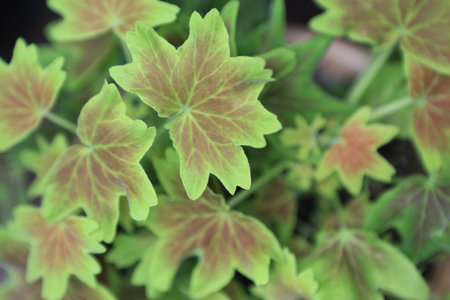 Nature background with green spring leaves.