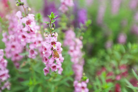 a Purple Angelonia flower in garden. Vintage toneの写真素材