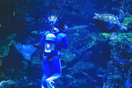 Colony of sun coral and a diver aquarium, Kyoto, Japan 11 April 2012の写真素材