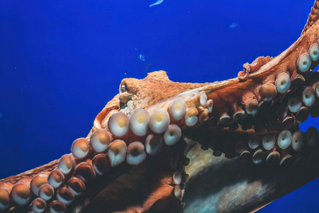 the Octopus underwater in aquarium, close up portrait detail