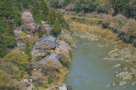 12 April 2012 Spring cherry trees flowering along the Katsura River