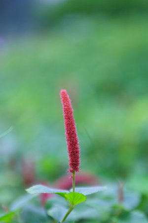 a Strawberry Fox tail, nature concept