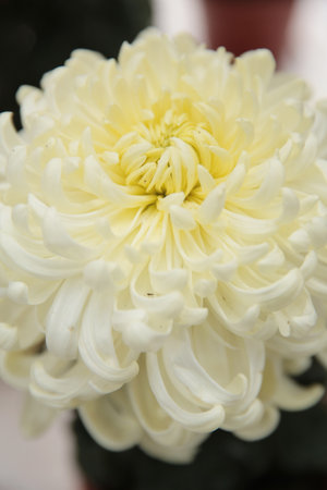 the white chrysanthemums flowers, a Buds of white flowers.の写真素材