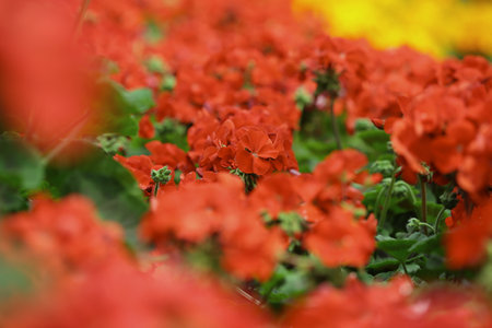 the Colorful Tulip Field with hk flower show