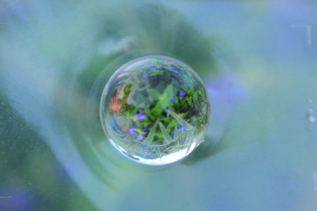 the filter of soratama with fish eye lens with plant