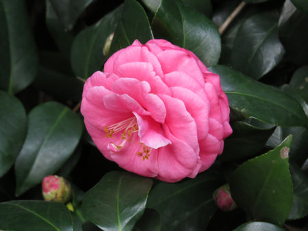 the flower of close up, the nature conceptの写真素材