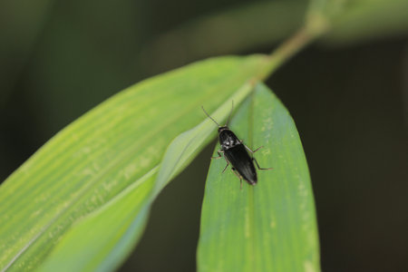 the wild insect , the nature concept image