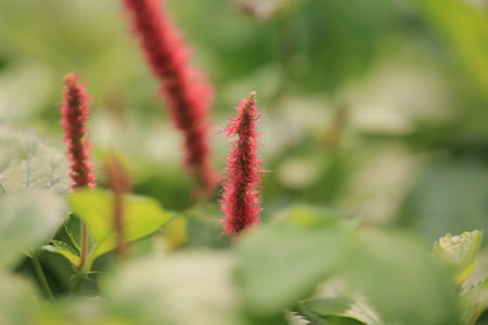 the wild insect , the nature concept imageの写真素材