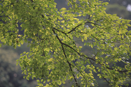 the leaf image, the nature concept photo