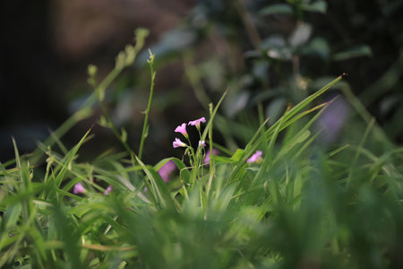 the nature concept, the flower at the gardenの写真素材