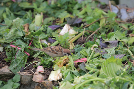 the leaf image, the nature concept photoの写真素材