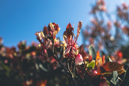a Beautiful Hybrid Fuchsia flowers in Violet Hillの写真素材