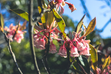 a Beautiful Hybrid Fuchsia flowers in Violet Hill