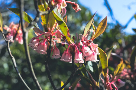 a Beautiful Hybrid Fuchsia flowers in Violet Hillの写真素材