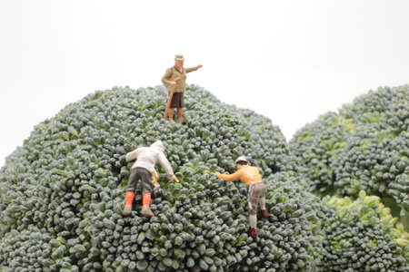 a figures climber on Whole Broccoli Vegetableの写真素材