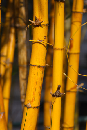 Scene of bamboo forest in winter, Bamboo stems in a forest