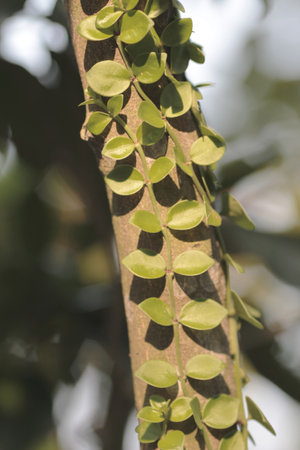 the leaf image, the nature concept photoの写真素材