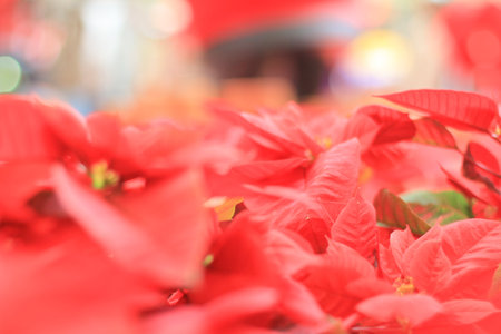 An arrangement of beautiful poinsettias at mallの写真素材