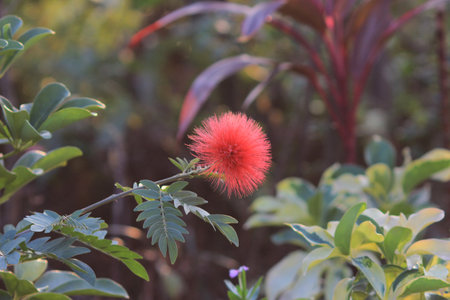 the nature concept, the flower at the garden