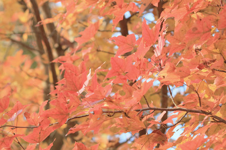 the red maple leaves background, hong kong
