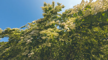 the Elderflower flower head sambucus nigra for wine and alternative medicine