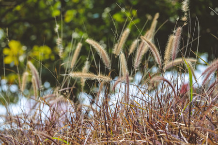 the dry of grass at the park