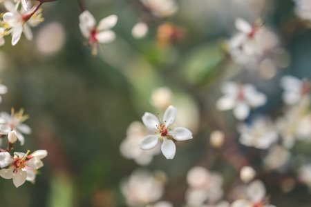 Gypsophila flowers, White flowers at Natural Parkの写真素材