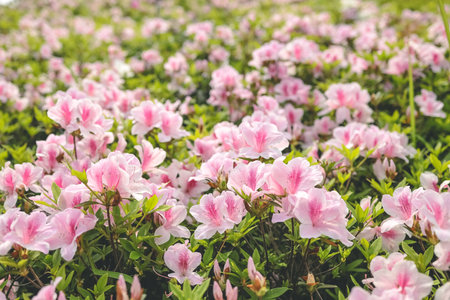Pink azalea flowers, Plants Growing At Parkの写真素材