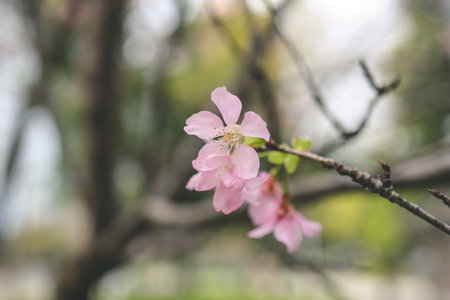 beautiful sakura tree flower, seasonal cherry blossom flowerの写真素材