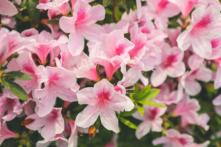 Pink azalea flowers, Plants Growing At Parkの写真素材