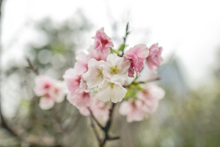 beautiful sakura tree flower, seasonal cherry blossom flowerの写真素材