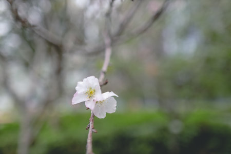 beautiful sakura tree flower, seasonal cherry blossom flower