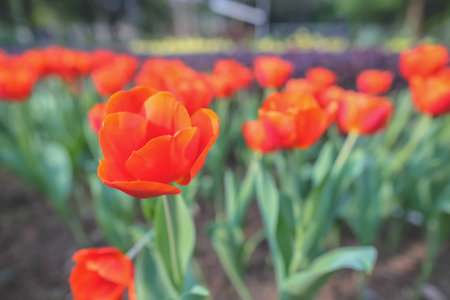 Triumph tulips Proud bloom in a garden in springの写真素材