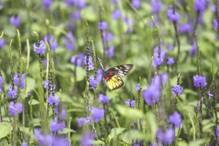 the Photo of stachytarpheta cayennensis flower at spring