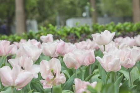 Triumph tulips Proud bloom in a garden in springの写真素材