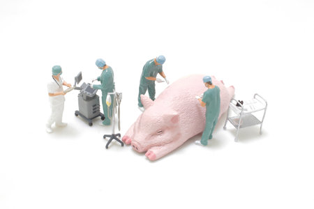 veterinary clinic surgery, operation is performed on animalの写真素材