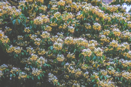 Crateva Unilocularis blossom in springtime season. Natural backgroundの写真素材